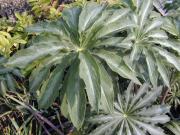 Arisaema consanguineum